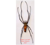 Nephila maculata (Java) A2